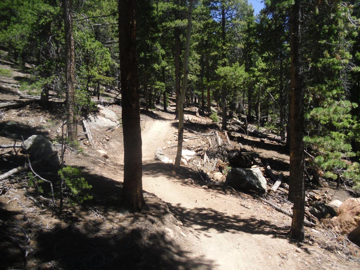 A dirt trail winding through a forested area, surrounded by tall trees and scattered rocks. Sunlight filters through the foliage, casting dappled shadows on the ground. The trail is bordered by fallen branches and pine needles, indicating a peaceful outdoor setting ideal for hiking or nature walks. Staunton State Park mountain bike trail.