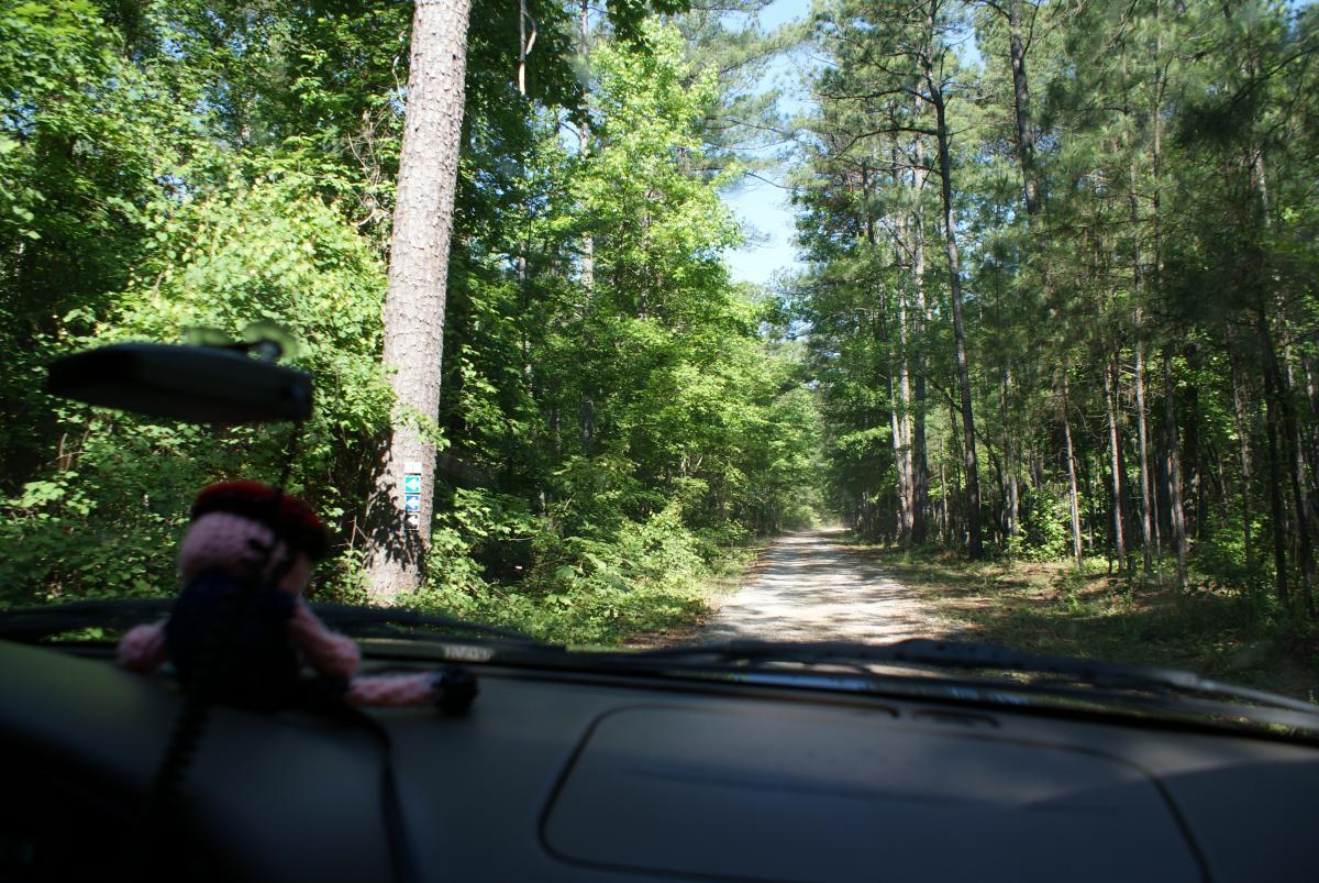 Image showing a view from the dashboard of a vehicle driving on a gravel road surrounded by tall trees and dense greenery. A small plush toy is visible on the dashboard in the foreground. Dauset Trails Nature Center mountain bike trail.