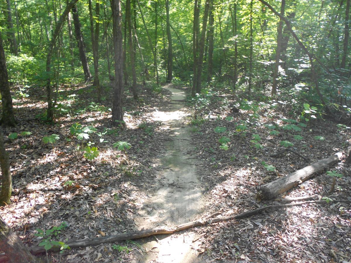 A narrow, winding dirt path through a dense forest, surrounded by tall trees and green underbrush, with sunlight filtering through the leaves. Lakeshore MTB Singletrack mountain bike trail.