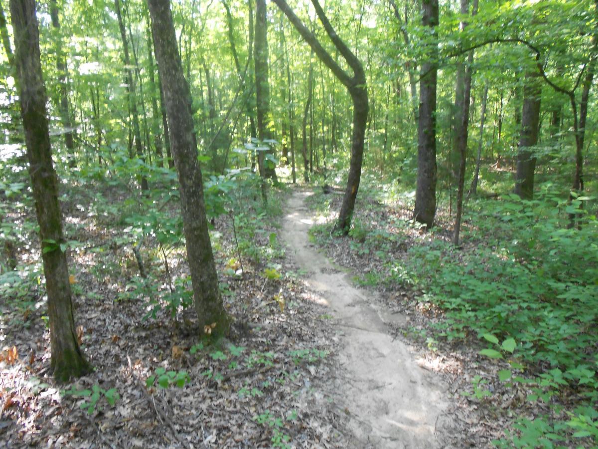 A narrow dirt path winding through a lush green forest, surrounded by tall trees and dense foliage, with sunlight filtering through the leaves. Lakeshore MTB Singletrack mountain bike trail.