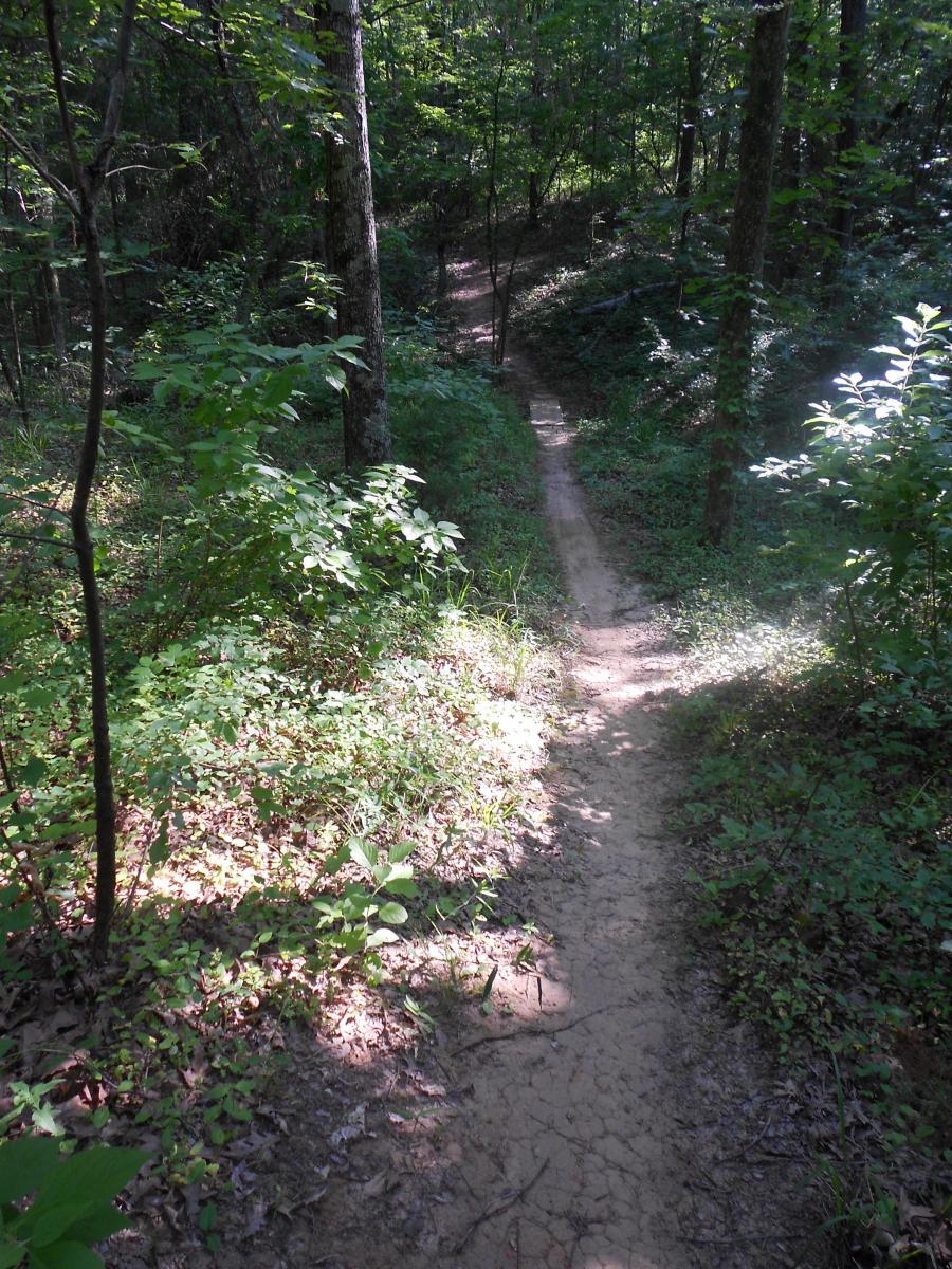 A narrow dirt trail winding through a lush green forest, surrounded by trees and underbrush, with dappled sunlight illuminating parts of the path. Lakeshore MTB Singletrack mountain bike trail.