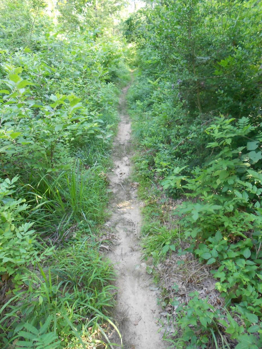 A narrow dirt path winding through dense green foliage, surrounded by tall grass and shrubs, leading into a wooded area. The scene is bright and lush, indicating a vibrant, natural environment. Lakeshore MTB Singletrack mountain bike trail.