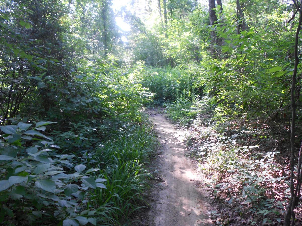 A narrow dirt path winds through a lush, green forest, surrounded by dense underbrush and tall foliage, dappled with sunlight filtering through the trees above. Lakeshore MTB Singletrack mountain bike trail.