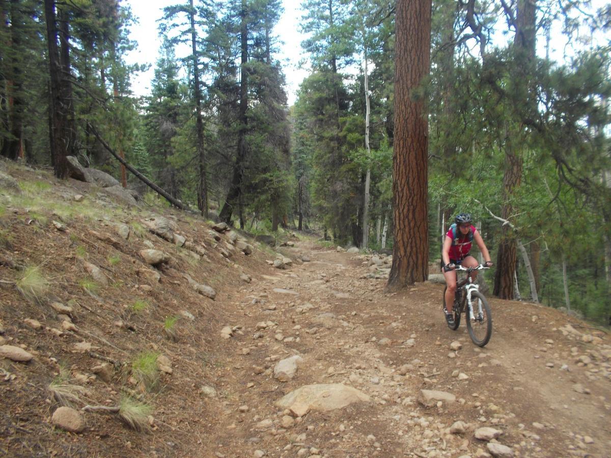 A mountain biker navigating a rocky dirt trail surrounded by tall trees in a forested area. The trail is uneven with various stones and patches of grass, showcasing a natural landscape ideal for outdoor biking adventures. Schultz Creek mountain bike trail.