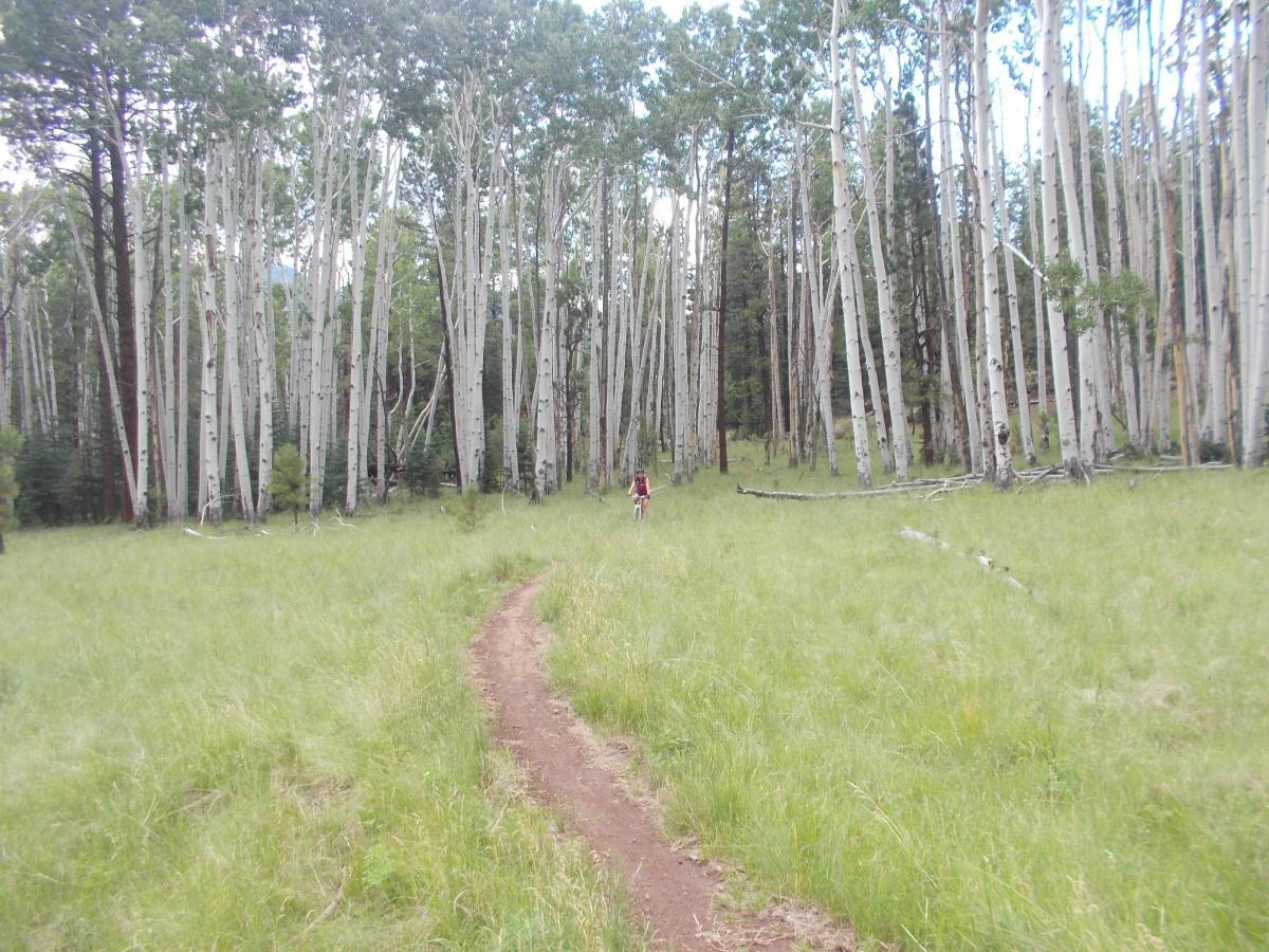 A person walking along a dirt path through a grassy area surrounded by tall, slender trees with white bark and green foliage in a forest setting. Schultz Creek mountain bike trail.
