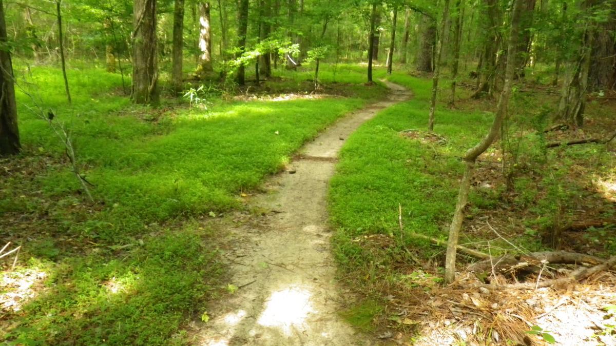A winding dirt path surrounded by lush green grass and trees in a tranquil forest setting. The Ridgeland Trails mountain bike trail.