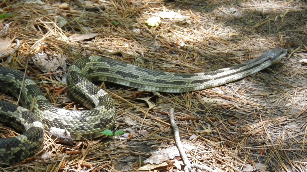 A snake with a patterned green and brown body resting on a bed of pine needles and leaves in a natural outdoor setting. The Ridgeland Trails mountain bike trail.