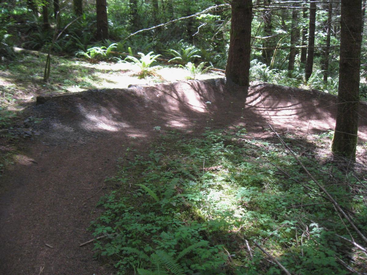 A dirt trail winding through a forested area, featuring a raised bank turn surrounded by lush greenery and scattered sunlight filtering through the trees. Ferns and undergrowth are visible along the path, enhancing the natural setting. Whypass mountain bike trail.