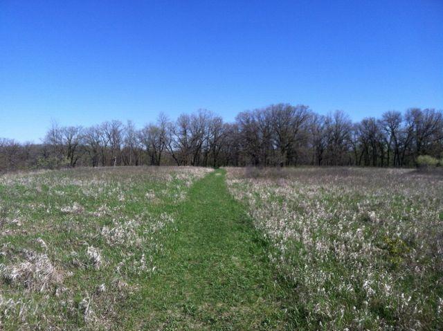 A green path winding through a grassy field, leading towards a tree line under a clear blue sky. The field features a mix of tall grasses and sparse vegetation, with trees in the background. Turtle River State Park mountain bike trail.