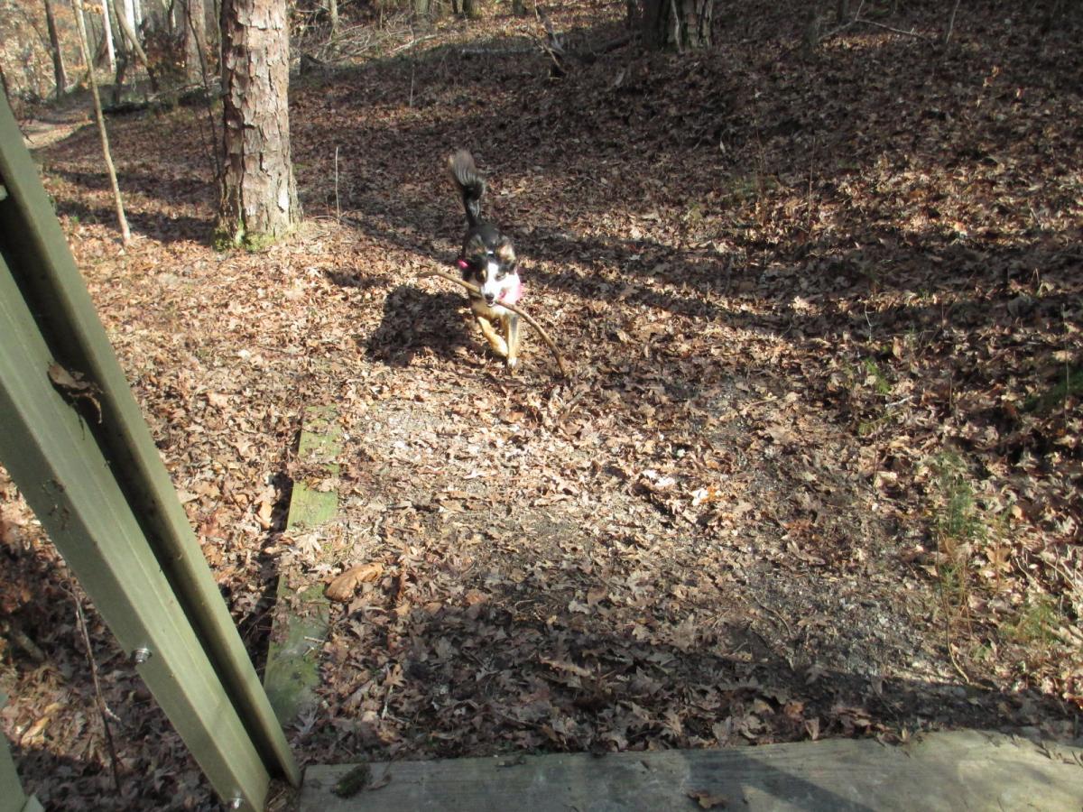 A playful dog running through a wooded area, carrying a stick in its mouth, with fallen leaves covering the ground and trees in the background. Buncombe - Brickhouse Recreation Area mountain bike trail.