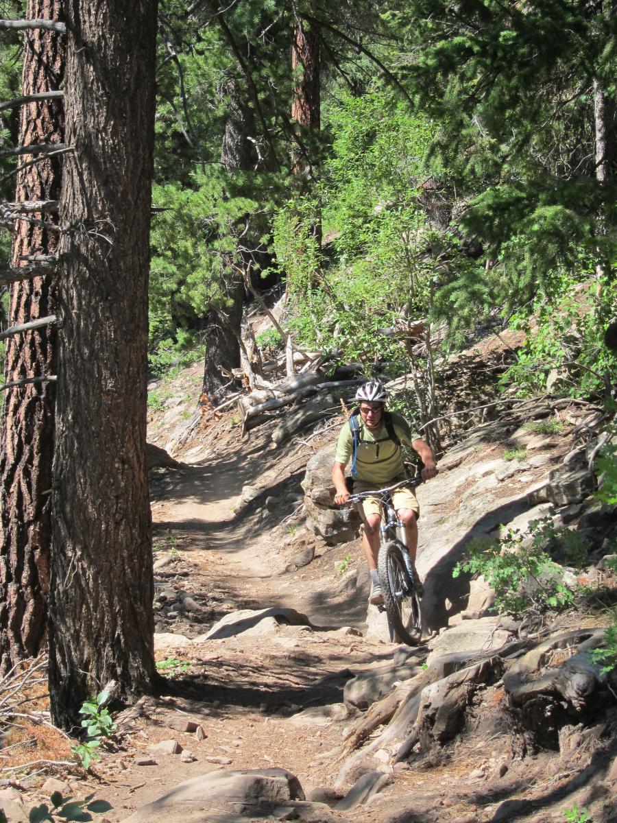 A mountain biker navigating a rocky trail in a forested area, surrounded by tall trees and greenery. The rider is wearing a helmet and a backpack, showcasing an adventurous outdoor activity. Colorado Trail: Kennebec Pass To Junction Creek mountain bike trail.