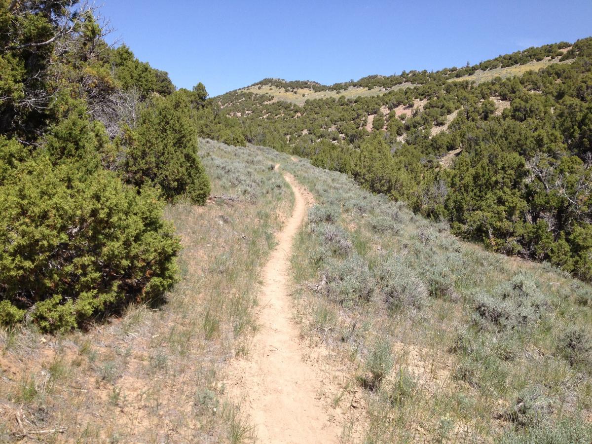 A winding dirt path through green shrubs and grasses, leading into a hilly landscape under a clear blue sky. The terrain is hilly with patches of sagebrush, surrounded by trees in the distance. Johnny Behind The Rocks mountain bike trail.