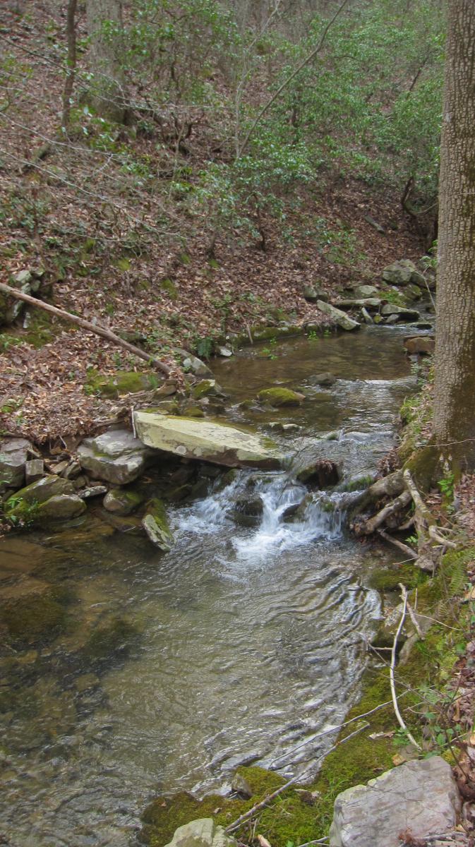 A serene forest stream flowing over rocks, surrounded by lush greenery and fallen leaves. A small, weathered wooden bridge spans part of the stream, nestled among the natural landscape. Stover Creek Loop mountain bike trail.