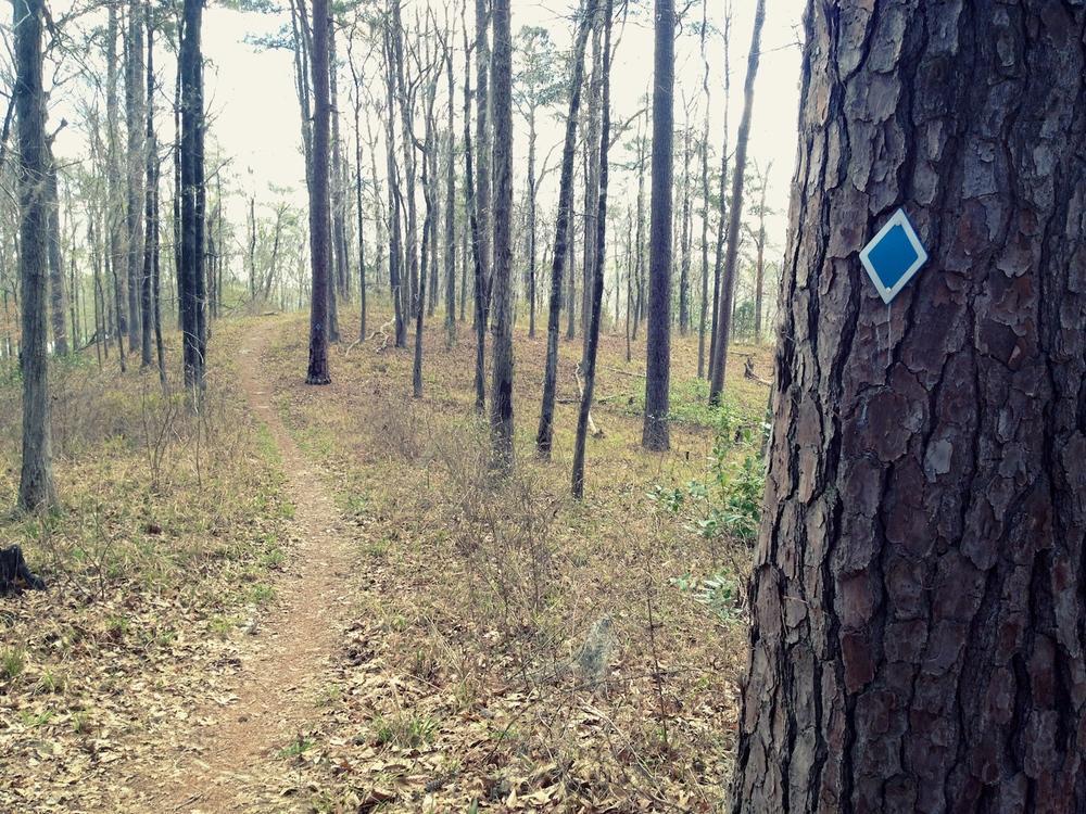 A dirt path winding through a forest with tall, bare trees on either side. A blue diamond trail marker is attached to a tree trunk on the right, indicating the trail direction. The ground is covered with fallen leaves and sparse underbrush, creating a peaceful, natural setting. Kincaid Lakeshore Trail mountain bike trail.