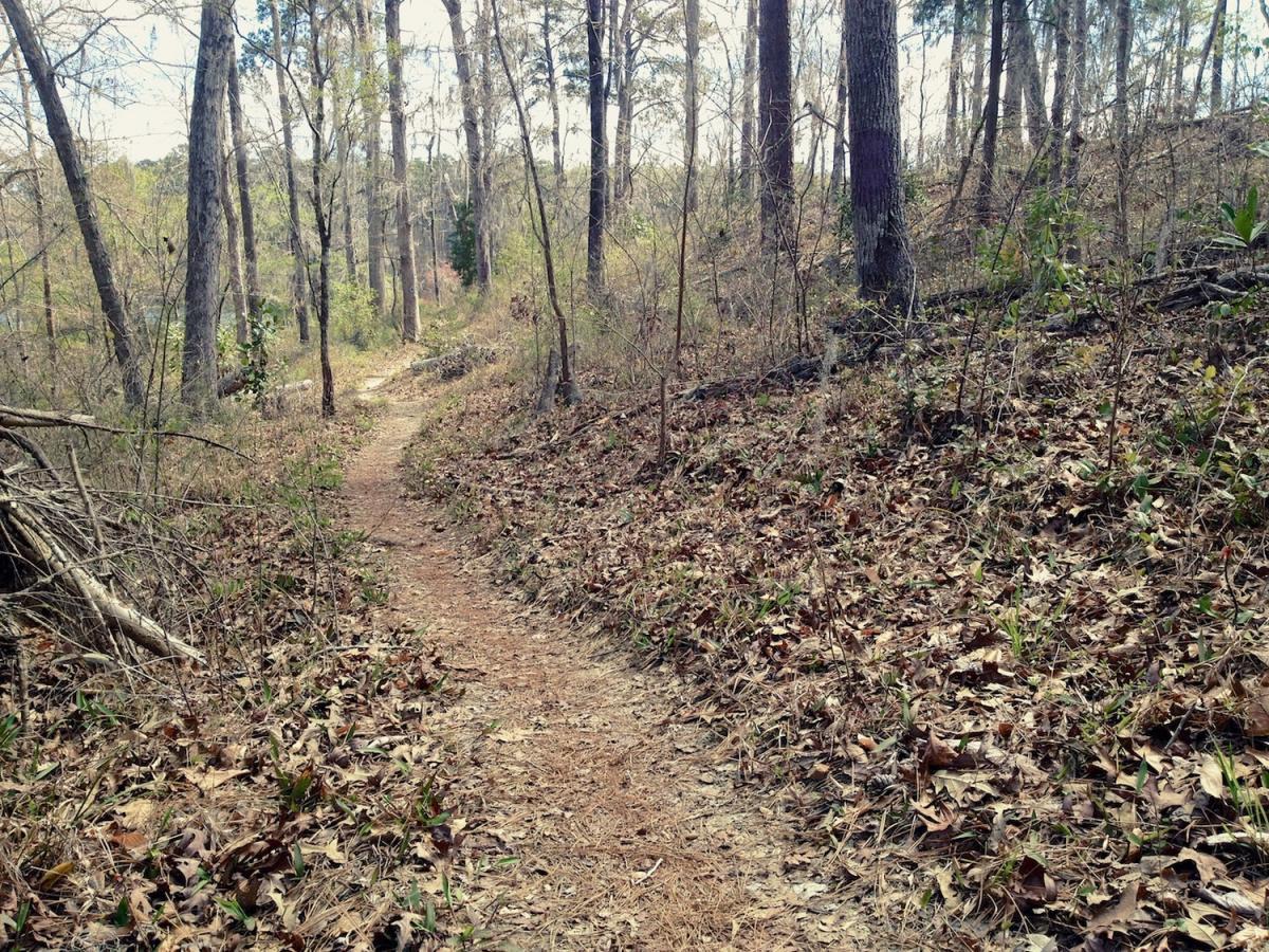A winding dirt path through a forest, bordered by trees with sparse leaves and scattered fallen foliage. Sunlight filters through the branches, creating a peaceful, natural atmosphere. Kincaid Lakeshore Trail mountain bike trail.