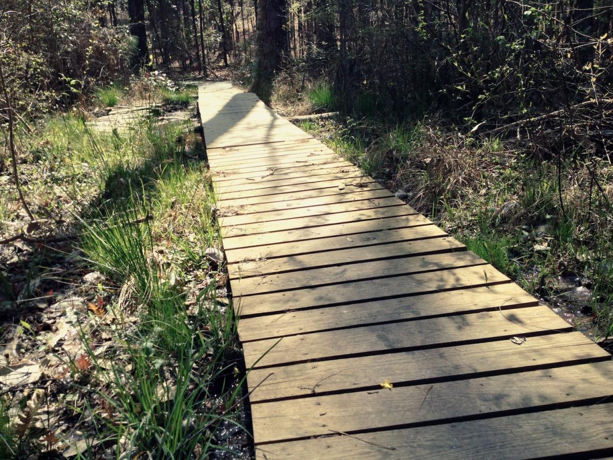 A wooden boardwalk winding through a forested area, surrounded by green grass and scattered leaves. The pathway is sunlit, leading deeper into the woods, with trees lining either side. Kincaid Lakeshore Trail mountain bike trail.