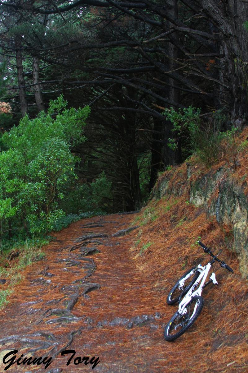 Alt text: A white mountain bike rests on a rocky, forested trail covered with pine needles and surrounded by dense greenery and trees. The scene is tranquil and evokes a sense of adventure in nature. Mt Victoria mountain bike trail.