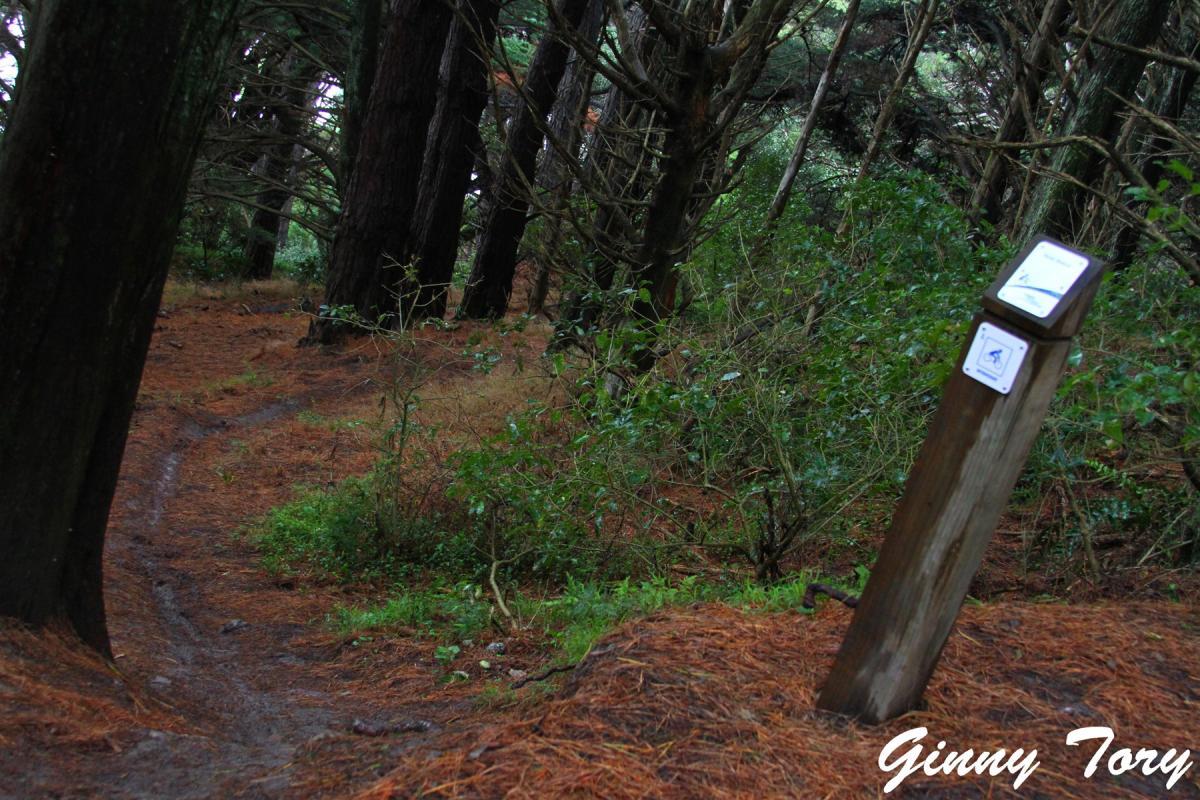 A winding dirt path surrounded by tall trees and dense greenery in a forested area. A wooden signpost with informational plaques stands along the path, partially obscured by underbrush and pine needles. Mt Victoria mountain bike trail.