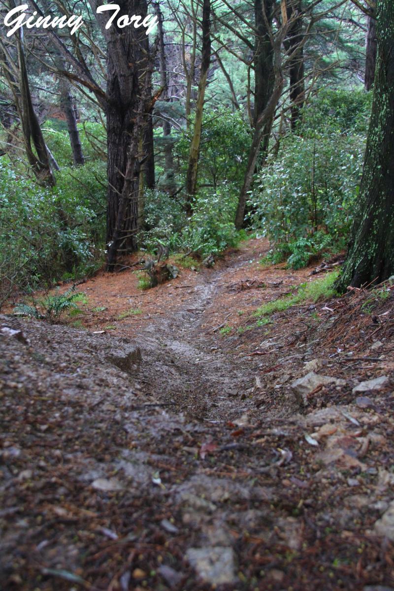A dirt path winding through a dense forest, surrounded by tall trees and lush greenery. The ground is slightly muddy, indicating recent rainfall, with scattered rocks and pine needles along the trail. Mt Victoria mountain bike trail.