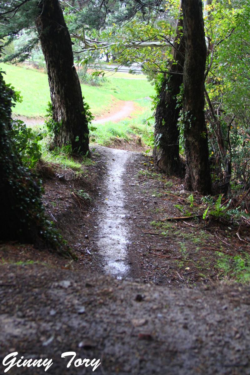 A narrow dirt path winding through trees, surrounded by lush greenery, with a trail visible in the background. The ground is slightly damp, suggesting recent rain. Mt Victoria mountain bike trail.