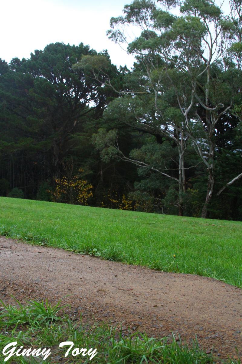 A grassy field with a dirt path leading into a wooded area, featuring tall trees and lush greenery under a cloudy sky. Mt Victoria mountain bike trail.