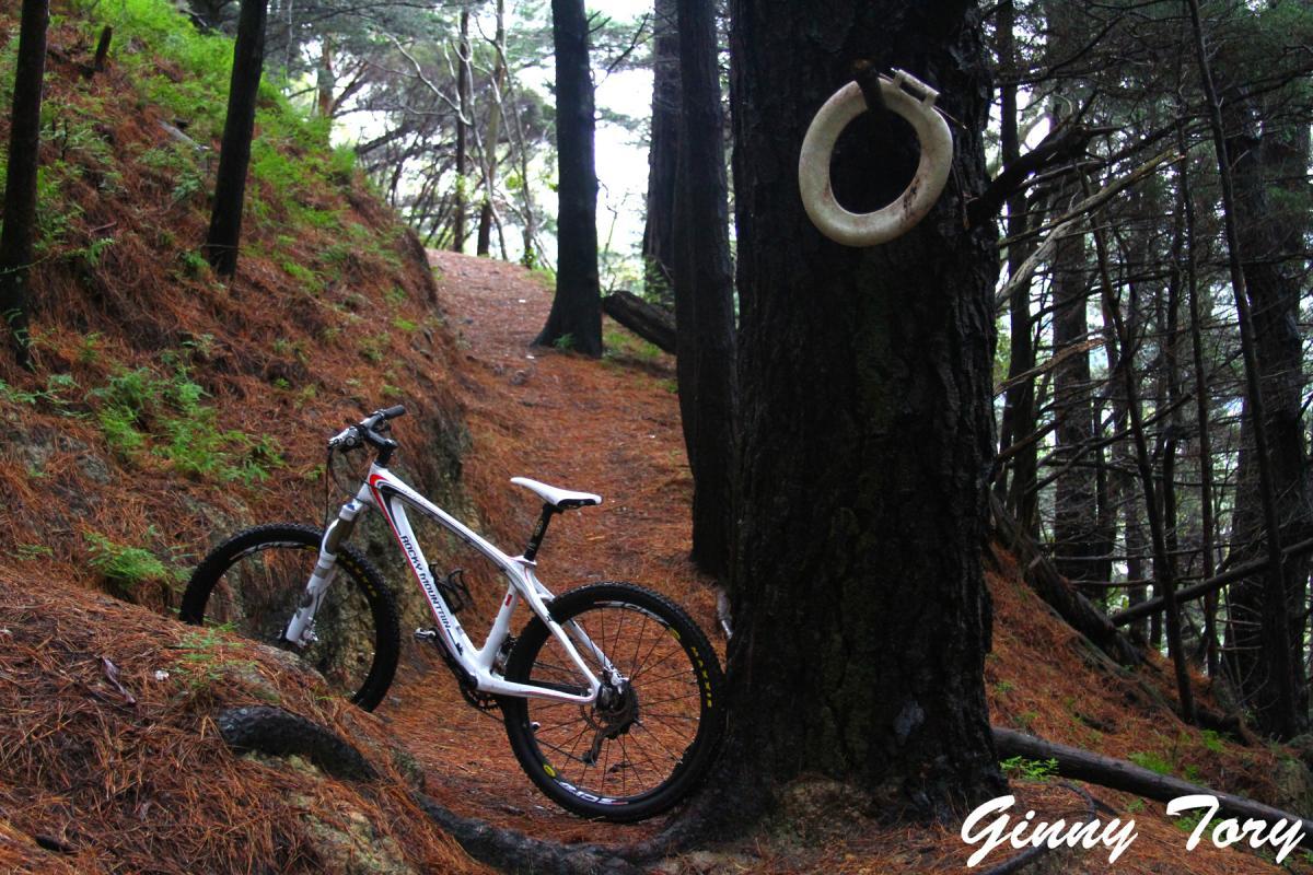 A mountain bike resting on a dirt trail surrounded by tall trees and pine needles, with a white ring hanging from a tree nearby. The scene is serene and natural, showcasing a peaceful outdoor environment. Mt Victoria mountain bike trail.