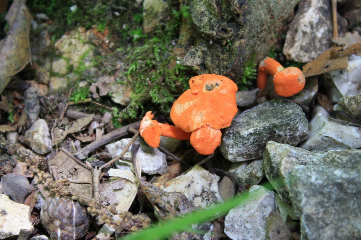 A close-up image of bright orange mushrooms growing among rocks and fallen leaves on a forest floor, with patches of green moss in the background. Mountain Ridge Connector mountain bike trail.