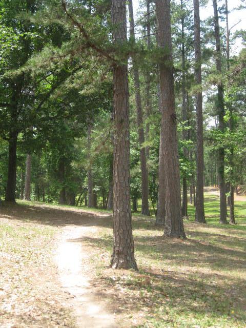 A serene forest scene featuring tall pine trees along a winding dirt path. The area is lush with greenery, creating a peaceful and inviting atmosphere. Sunlight filters through the tree canopy, adding warmth to the landscape. Flat Rock Park mountain bike trail.