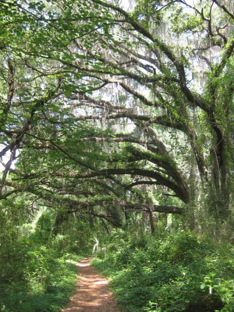 A serene forest path surrounded by lush greenery and large, arching trees draped with Spanish moss, creating a natural canopy above. Sunlight filters through the leaves, illuminating the earthy trail that winds through the scene. Santos mountain bike trail.