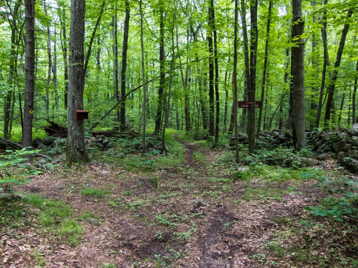 A wooded trail intersection in a lush green forest, with two paths diverging. A small brown sign labeled "TOWN LAND" is visible on the right path, while a birdhouse hangs on a tree nearby. The ground is covered in leaves and surrounded by trees, creating a serene natural environment. Boxboro Trail link-up mountain bike trail.