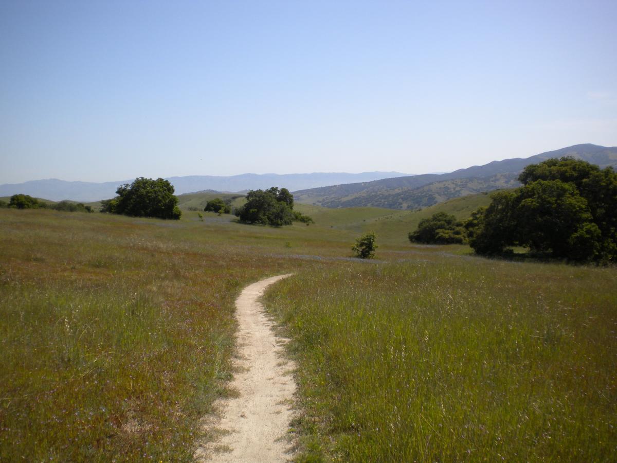 A winding dirt path leads through a vibrant green meadow, surrounded by rolling hills and distant mountains under a clear blue sky. The scene captures the tranquility of nature with scattered trees dotting the landscape, suggesting a serene outdoor environment for hiking or leisure activities. Fort Ord Public Lands mountain bike trail.