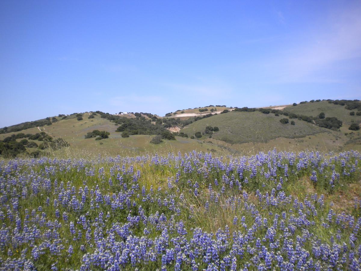 A scenic view of rolling hills covered in lush greenery, with a foreground of vibrant purple wildflowers under a clear blue sky. The hills are dotted with trees and have gentle slopes leading into the distance. Fort Ord Public Lands mountain bike trail.