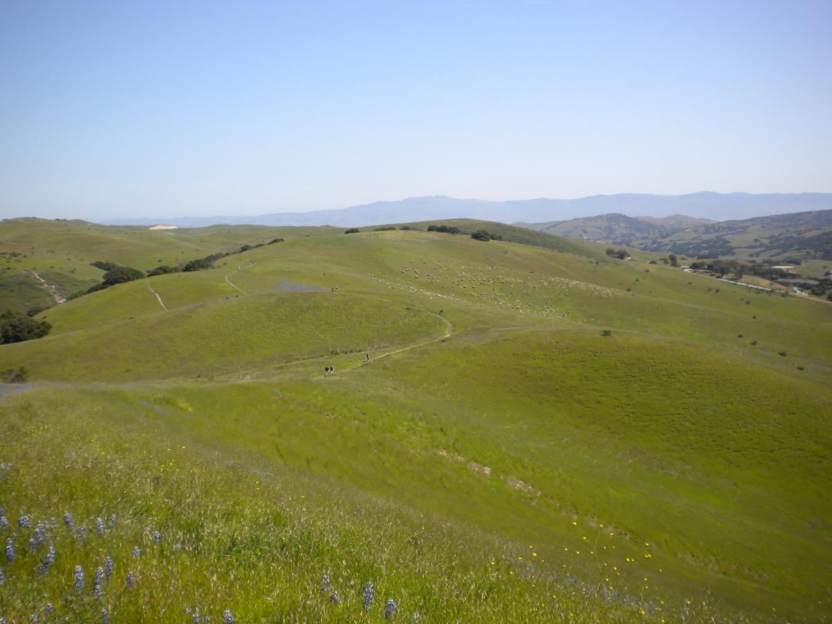 A panoramic view of rolling green hills under a clear blue sky, with hiking paths visible in the landscape. Wildflowers dot the foreground, and distant mountains can be seen in the background, creating a serene and picturesque natural setting. Fort Ord Public Lands mountain bike trail.