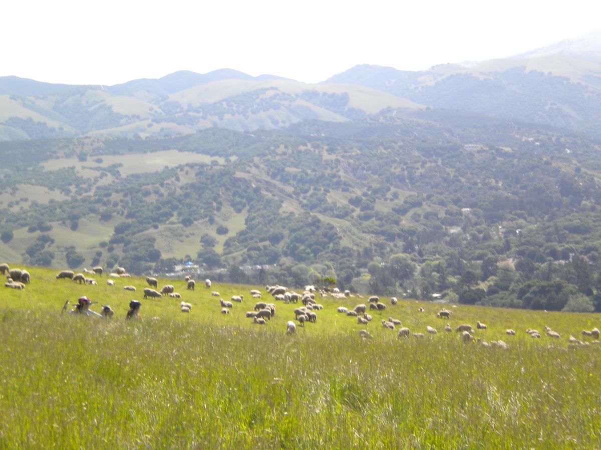 A picturesque landscape featuring a field of sheep grazing on lush green grass, with rolling hills and mountains in the background under a bright sky. In the foreground, two people appear to be observing or herding the sheep. Fort Ord Public Lands mountain bike trail.