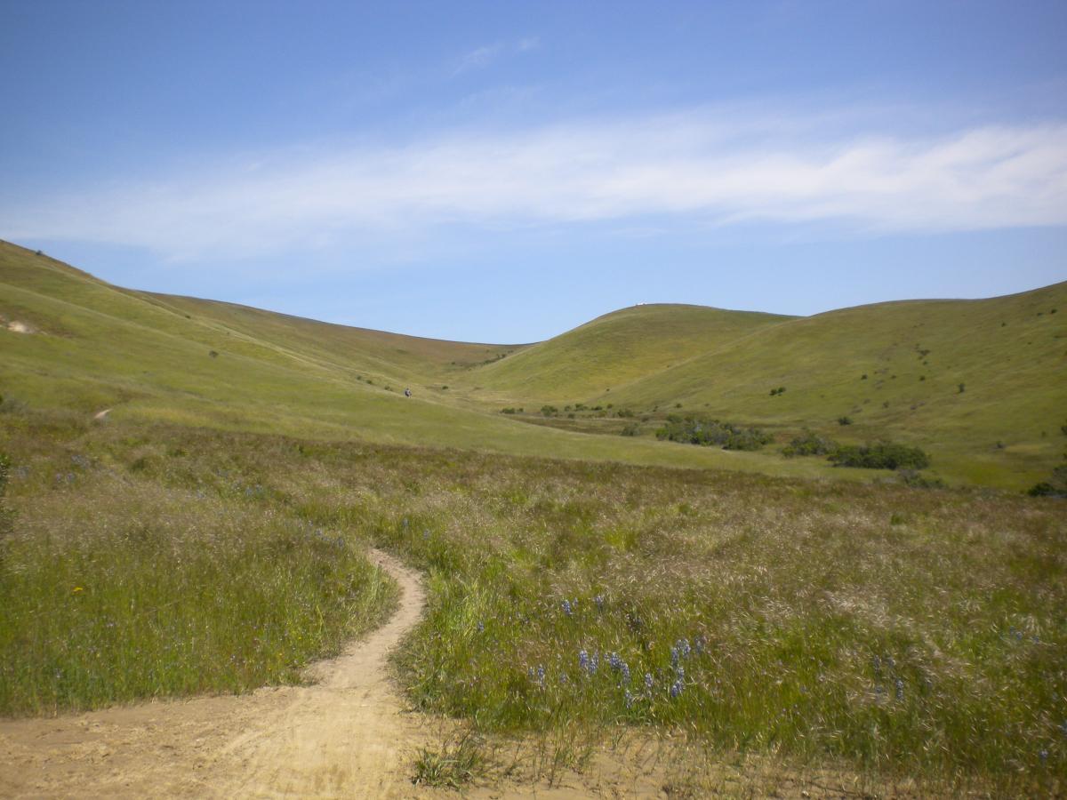 A scenic view of rolling green hills under a clear blue sky, with a winding dirt path cutting through a meadow filled with tall grass and scattered wildflowers.  Fort Ord Public Lands mountain bike trail.