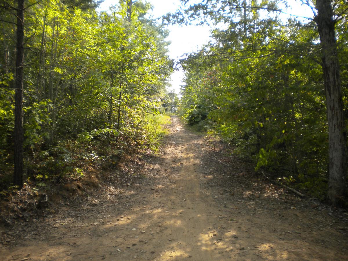 A scenic dirt path winding through a lush, green forest, surrounded by trees and sunlight filtering through the leaves. Tsali Recreation Area mountain bike trail.