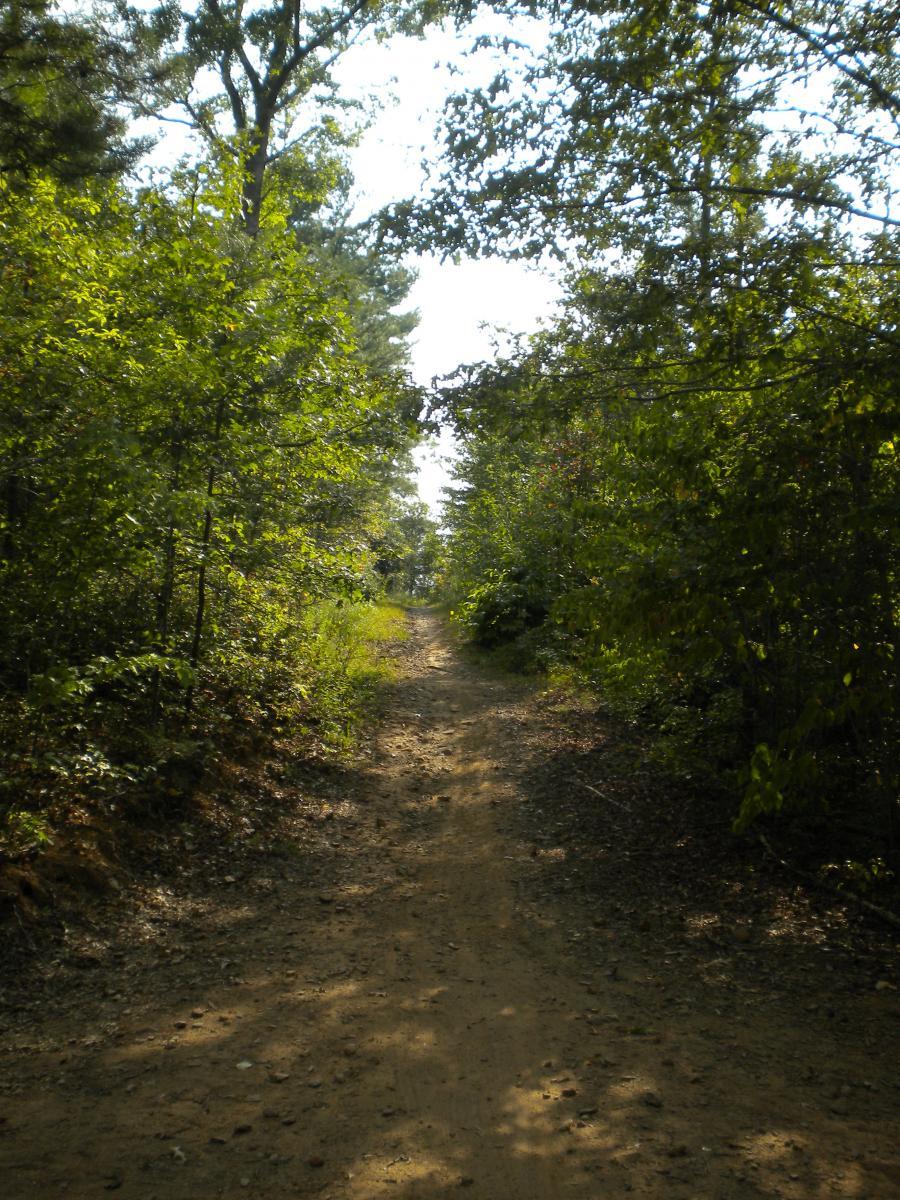 A narrow dirt path surrounded by dense greenery, leading into a forested area with sunlight filtering through the trees above. Tsali Recreation Area mountain bike trail.