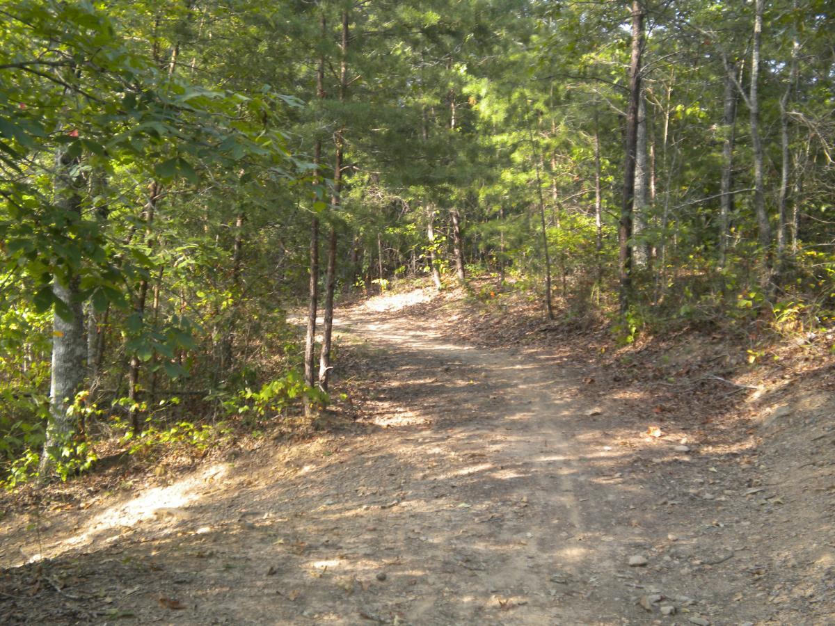 A winding dirt path through a lush forest, surrounded by green trees and underbrush. Sunlight filters through the foliage, illuminating the trail that leads into the distance. Tsali Recreation Area mountain bike trail.