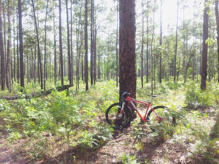 A red mountain bike resting against a tree in a sunlit forest, surrounded by tall pine trees and lush greenery. Withlacoochee State Forest: Croom Section mountain bike trail.