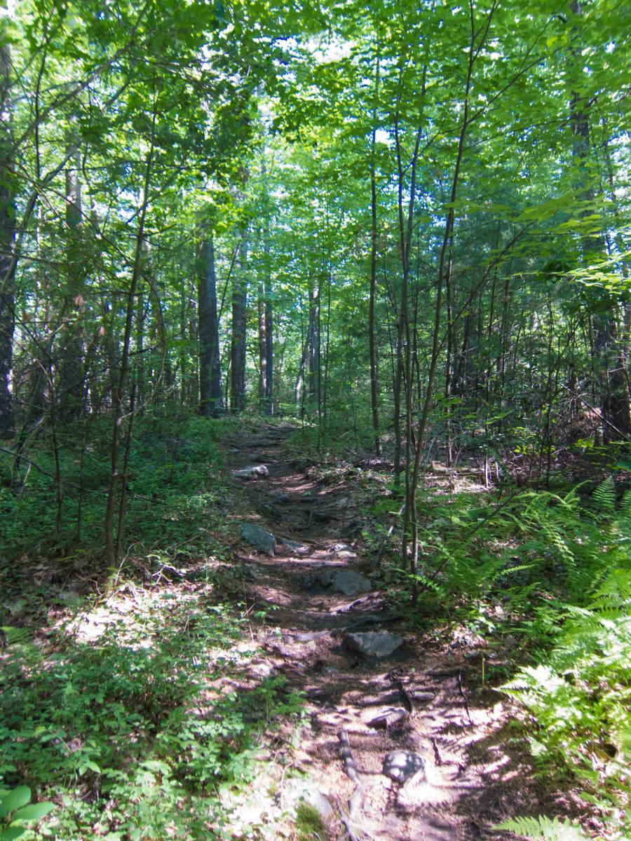 A narrow dirt path winding through a lush green forest, surrounded by tall trees and dense foliage. Sunlight filters through the leaves, casting dappled shadows on the ground, which is rocky and partially overgrown with plants. Yudicky Farm mountain bike trail.