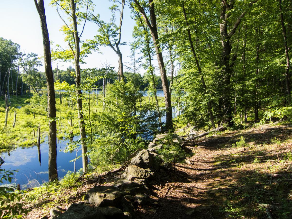 A serene landscape featuring a lush green forest with tall trees and a clear blue lake in the background. The scene includes a rocky path winding through the woods, surrounded by vibrant foliage and reflections of trees on the water surface. Sunlight filters through the leaves, creating a peaceful and inviting atmosphere. Yudicky Farm mountain bike trail.