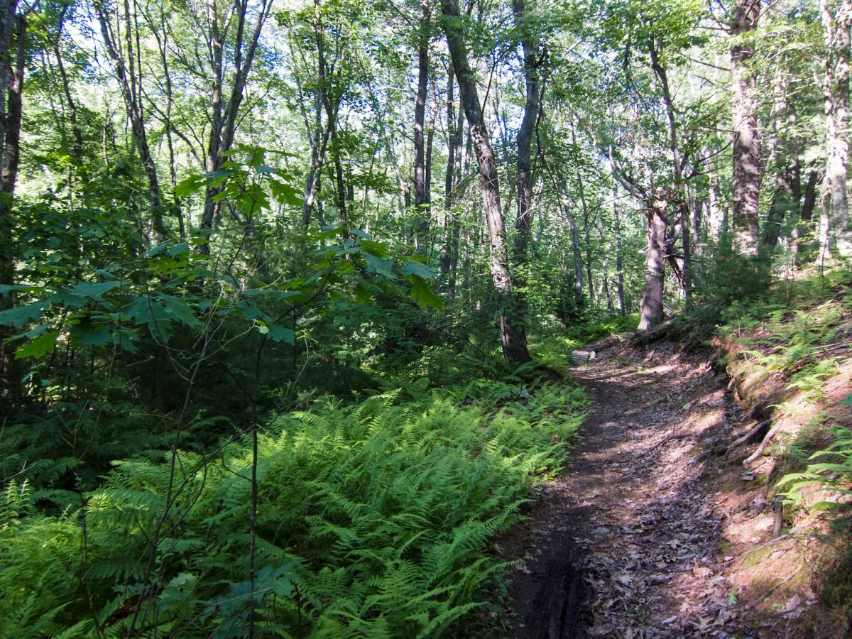 A tranquil forest scene featuring a narrow dirt path winding through lush greenery, including tall trees and vibrant ferns. Sunlight filters through the leaves, creating a serene and inviting atmosphere. Yudicky Farm mountain bike trail.