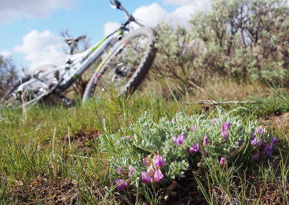Cannondale Scalpel 29er 2: A mountain bike rests on the grass in the background, while a vibrant cluster of purple wildflowers and green foliage is in the foreground under a bright blue sky with scattered clouds.