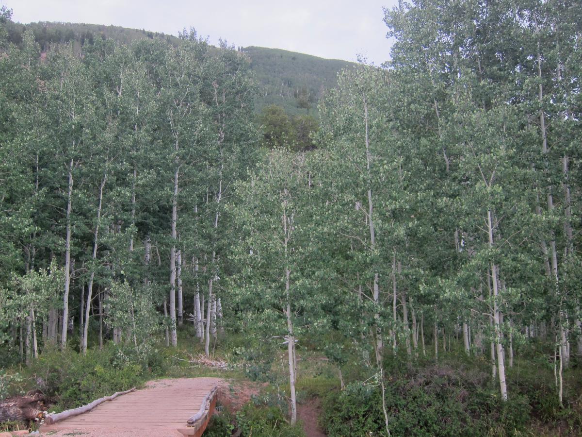 A scenic view of a wooded area featuring a dense cluster of green-leaved trees with slender trunks. A wooden path winds through the forest, leading into the greenery. In the background, a gentle hillside is visible under a soft gray sky. Hazard County mountain bike trail.