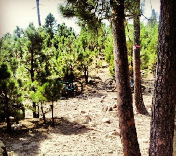 A wooded area featuring tall pine trees and rocky terrain, with two bicycles partially obscured by greenery. The scene captures a natural, outdoor environment, ideal for mountain biking or recreational activities. Centennial Trail mountain bike trail.