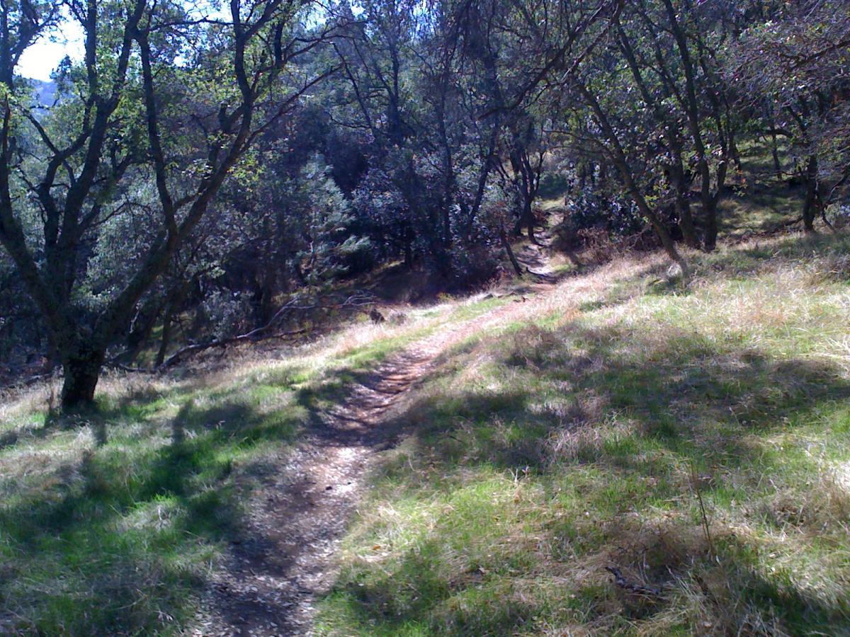 A winding dirt path through a sunny forest, flanked by grassy areas and scattered trees. Sunlight filters through the leaves, creating dappled shadows on the ground. Sweetwater Trail mountain bike trail.