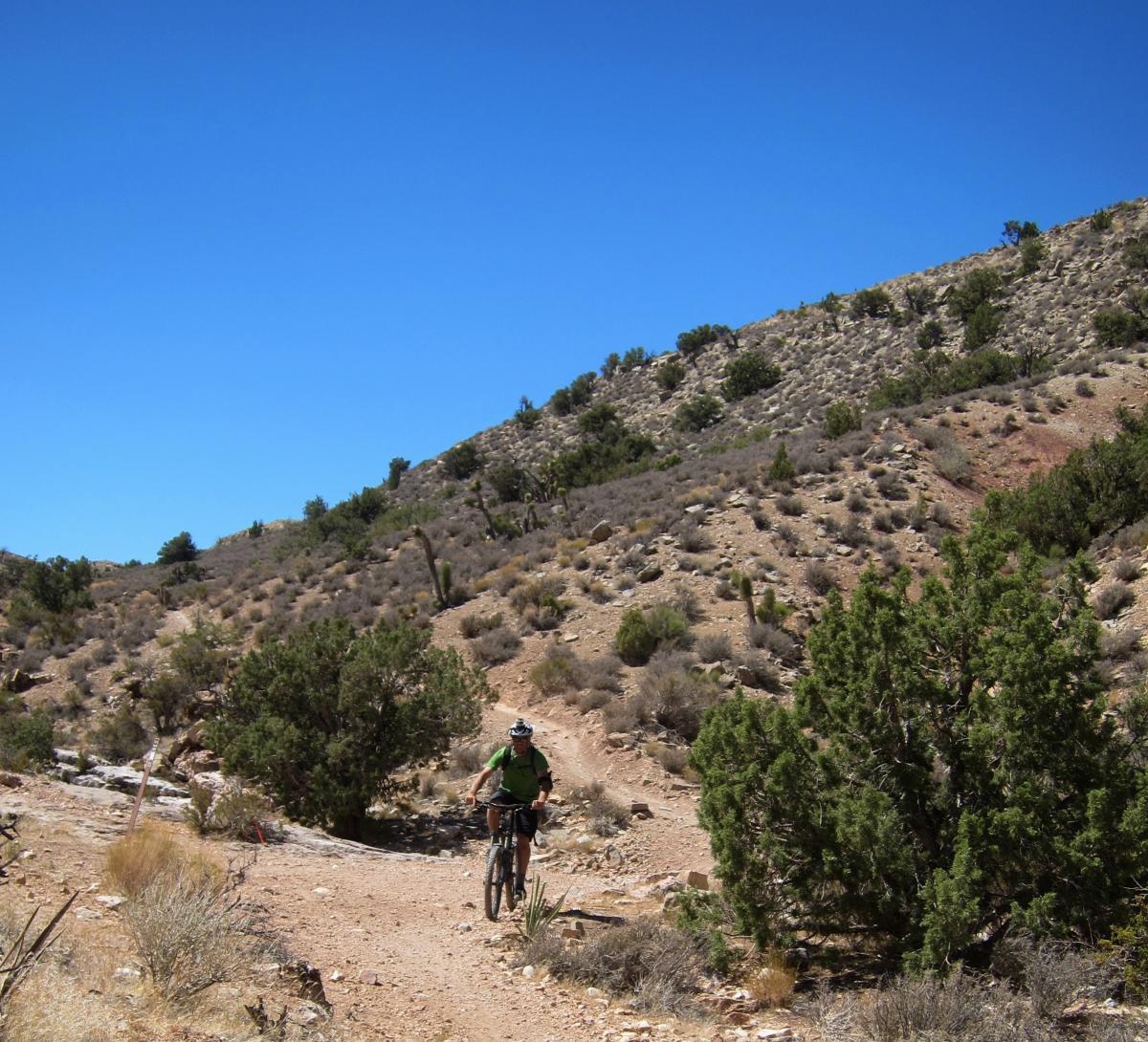 A mountain biker riding along a dirt trail in a desert landscape with shrubs and small trees, under a clear blue sky. Deadhorse Loop mountain bike trail.