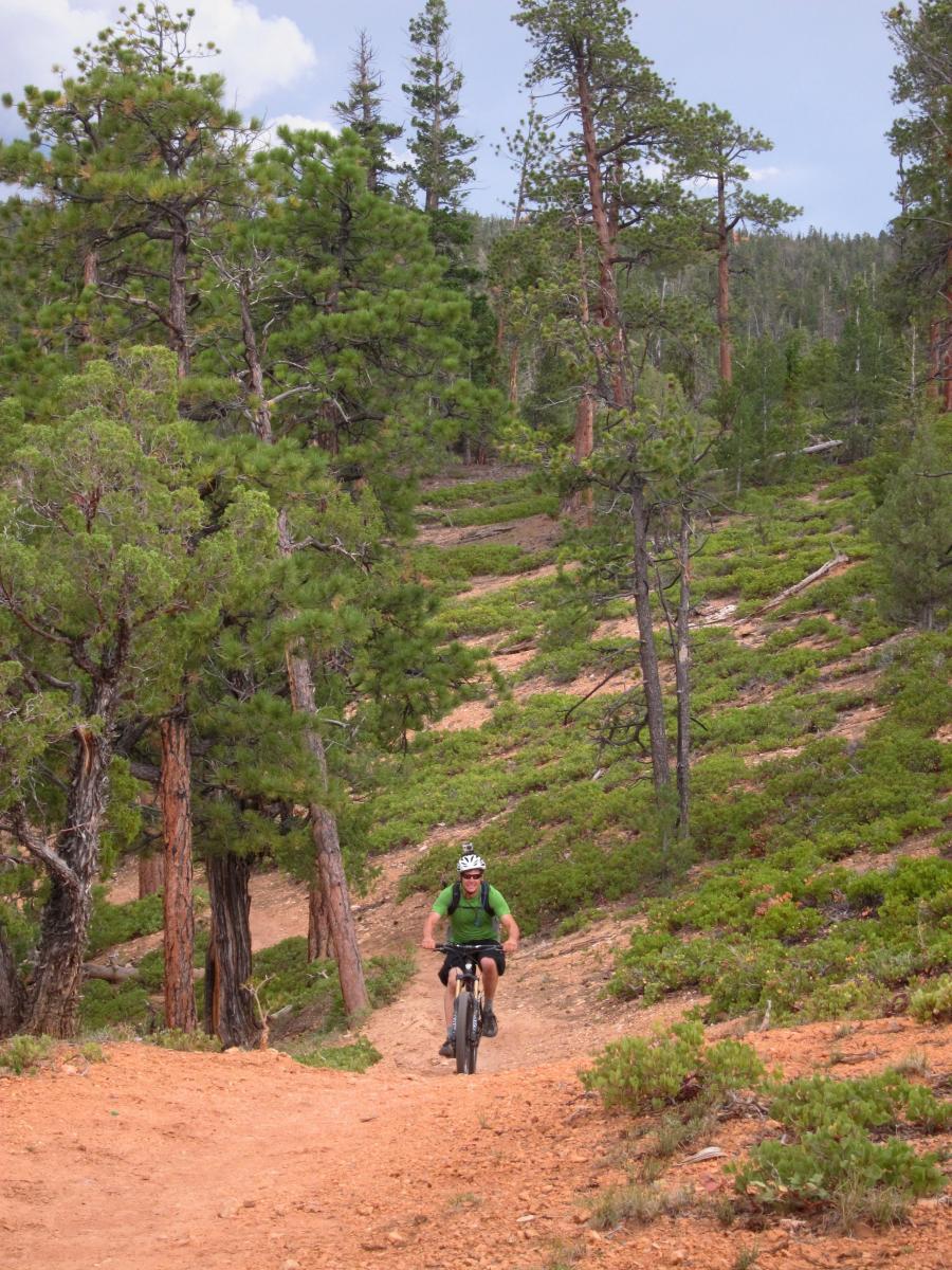 A cyclist riding a mountain bike along a dirt trail surrounded by tall pine trees and lush vegetation in a mountainous area. Thunder Mountain mountain bike trail.
