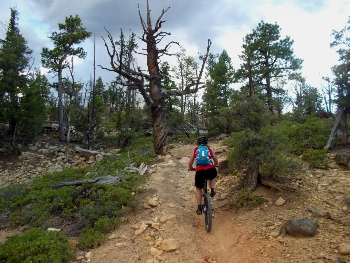 A mountain biker riding on a dirt trail surrounded by trees and rocky terrain, with a mix of green foliage and dry branches, against a cloudy sky. Thunder Mountain mountain bike trail.