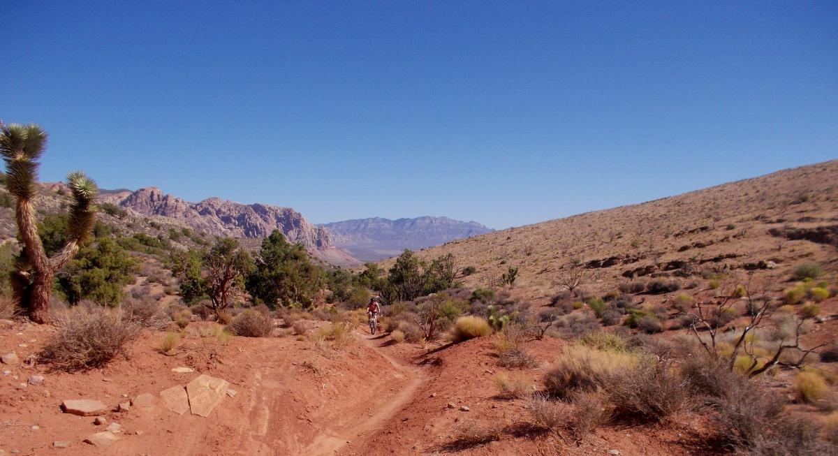 A scenic desert landscape featuring a dirt trail winding through arid terrain, with rugged mountains in the background and sparse vegetation, including Joshua trees and low shrubs, under a clear blue sky. Deadhorse Loop mountain bike trail.